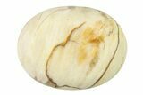 1.8" Petrified Wood Pocket Stones  - Photo 4